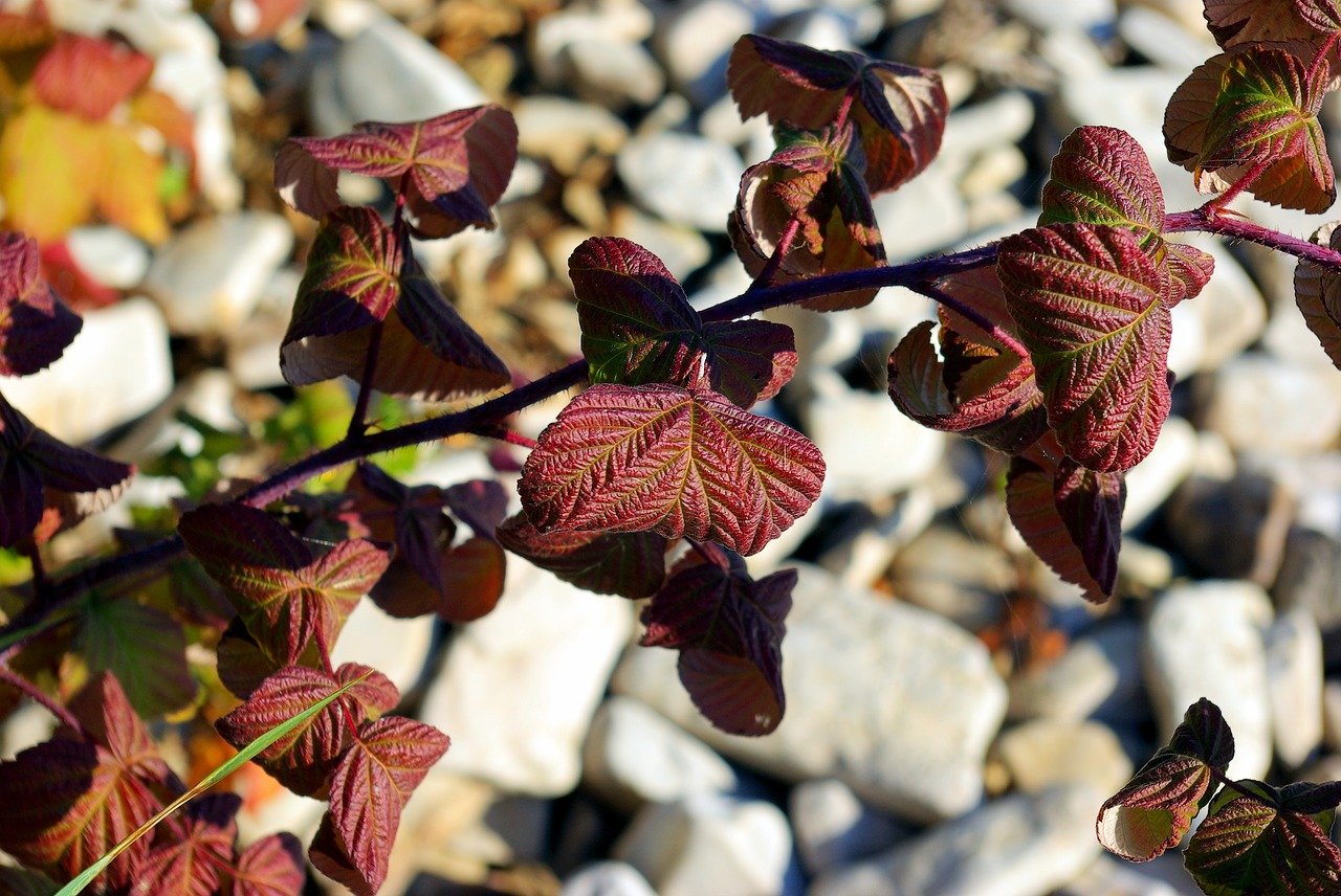 purple-leaves-against-beach-rocks-3779509_1280