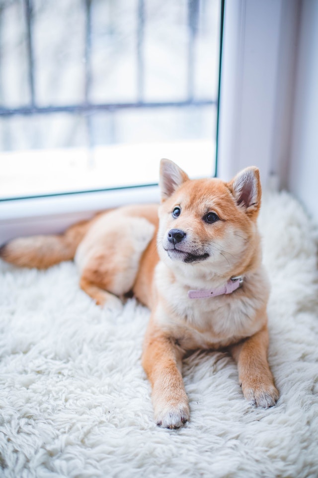 fluffy rug with a dog